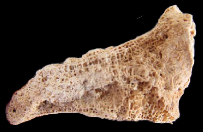 BA_anthropo_fig2 BA_anthropo_fig2